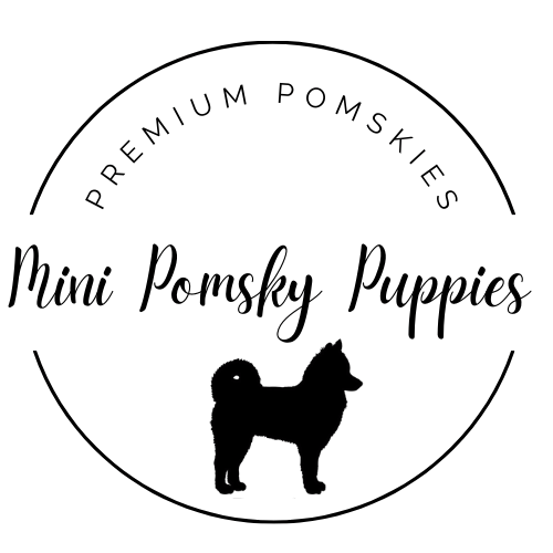 Mini Pomsky Puppies
