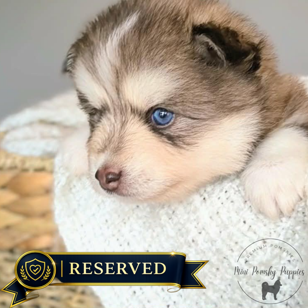 Teddy, a reserved Rich Isabella Sable Mini Pomsky puppy with a premium Reserved badge from Mini Pomsky Puppies.