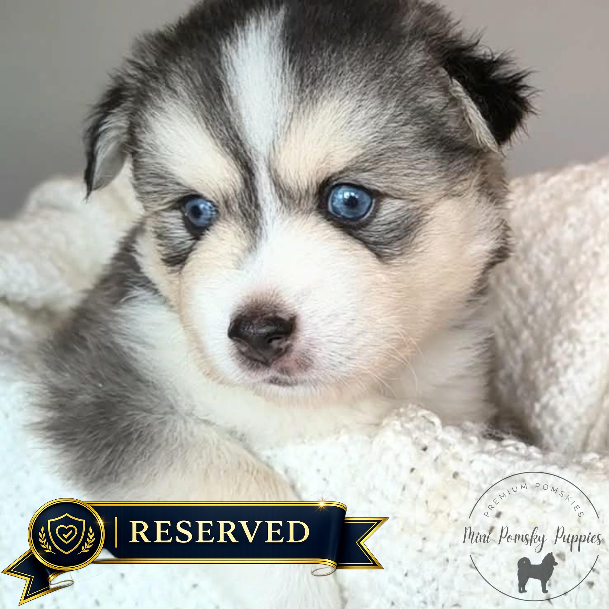 Reserved Mini Pomsky puppy Domino with striking blue eyes and a silver black wolf sable coat wrapped in a soft white blanket, featuring a premium navy and gold "Reserved" banner and the Mini Pomsky Puppies logo.