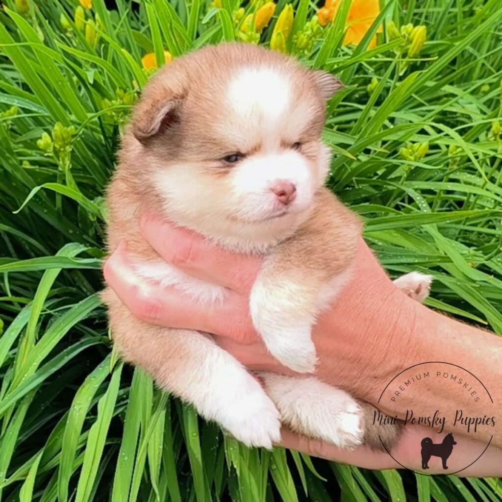 Benny, Rich Isabella Sable Mini Pomsky with brilliant blue eyes, dark tipped ears, and a plush teddy bear coat.