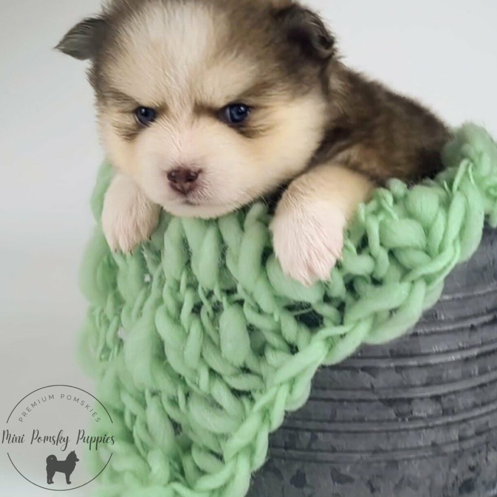Benny, a Rich Isabella Sable Mini Pomsky with brilliant blue eyes and a plush teddy bear coat, resting in a galvanized bucket with a mint green knit blanket.