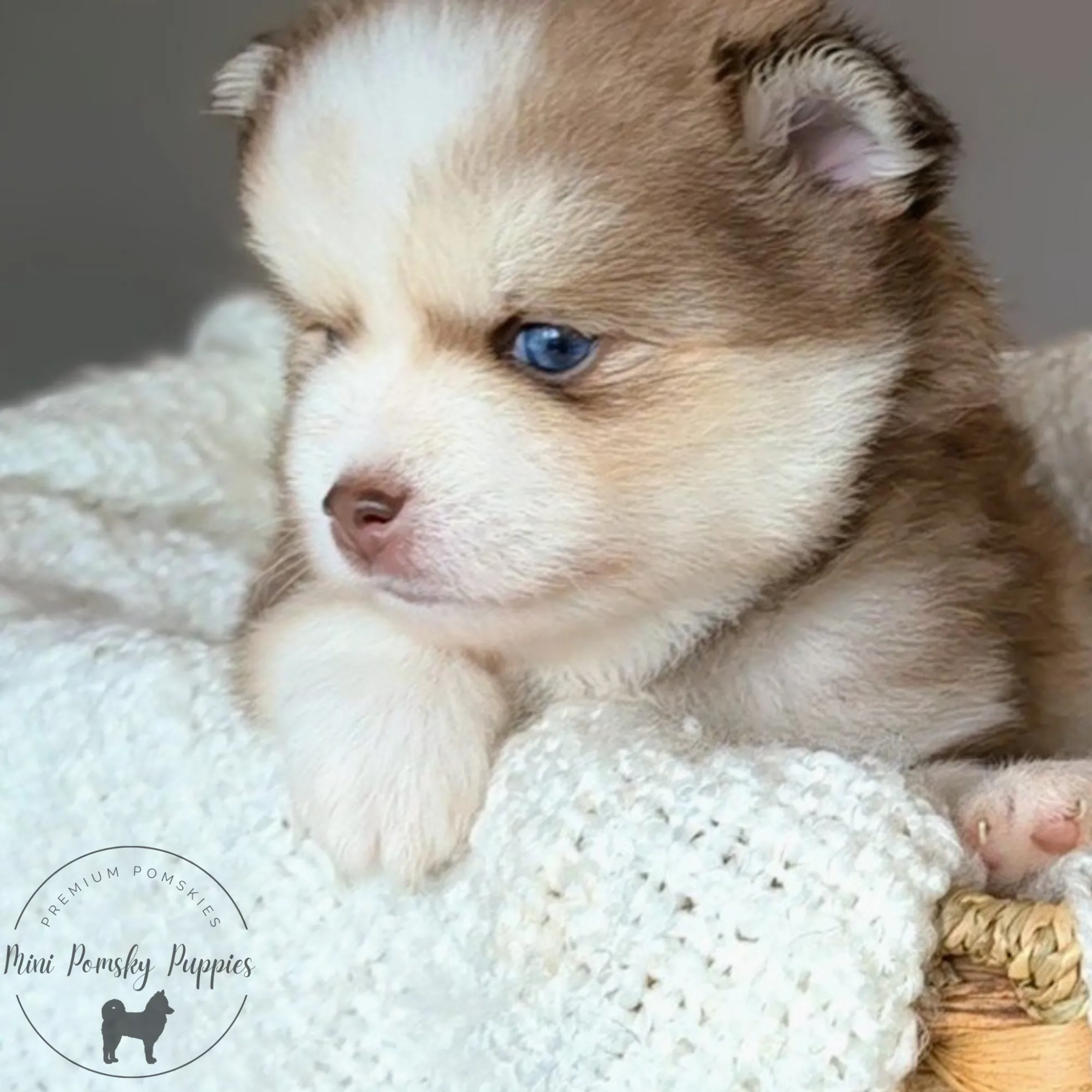 Benny Rich Isabella Sable Mini Pomsky puppy with brilliant blue eyes resting on a soft white blanket.