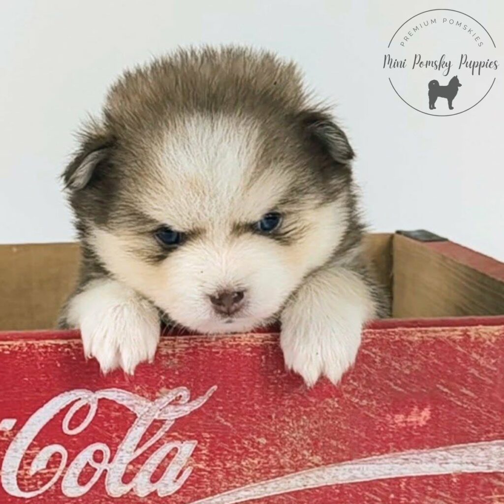 Benny, a Rich Isabella Sable Mini Pomsky, peeking over a vintage red crate with brilliant blue eyes and a plush teddy bear coat.
