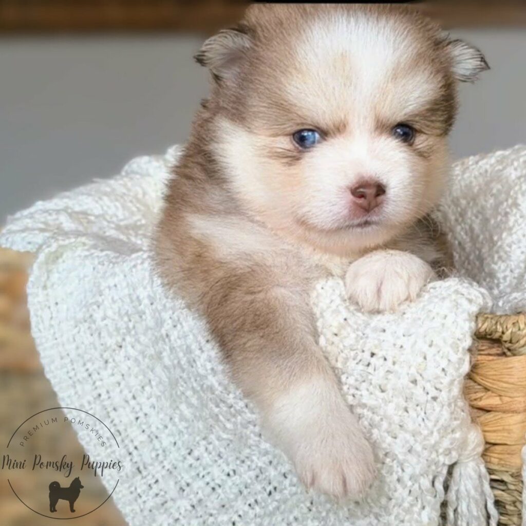 Front portrait of Benny, a Rich Isabella Sable Mini Pomsky with brilliant blue eyes, dark tipped ears, and a plush teddy bear coat.