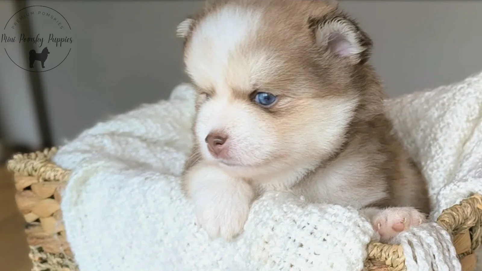 Benny, a Rich Isabella Sable Mini Pomsky puppy with brilliant blue eyes relaxing in a cozy woven basket.
