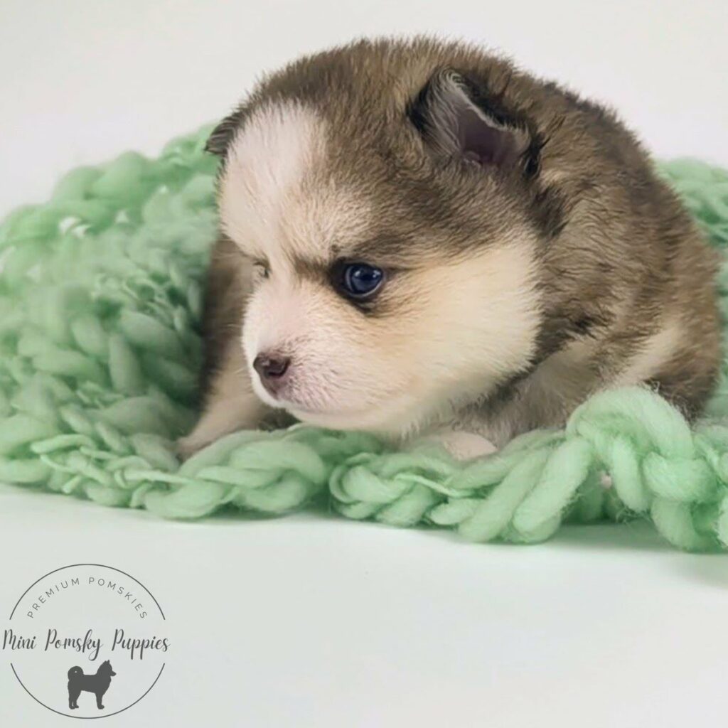 Profile view of Benny, a Rich Isabella Sable Mini Pomsky with brilliant blue eyes, dark tipped ears, and a plush teddy bear coat.