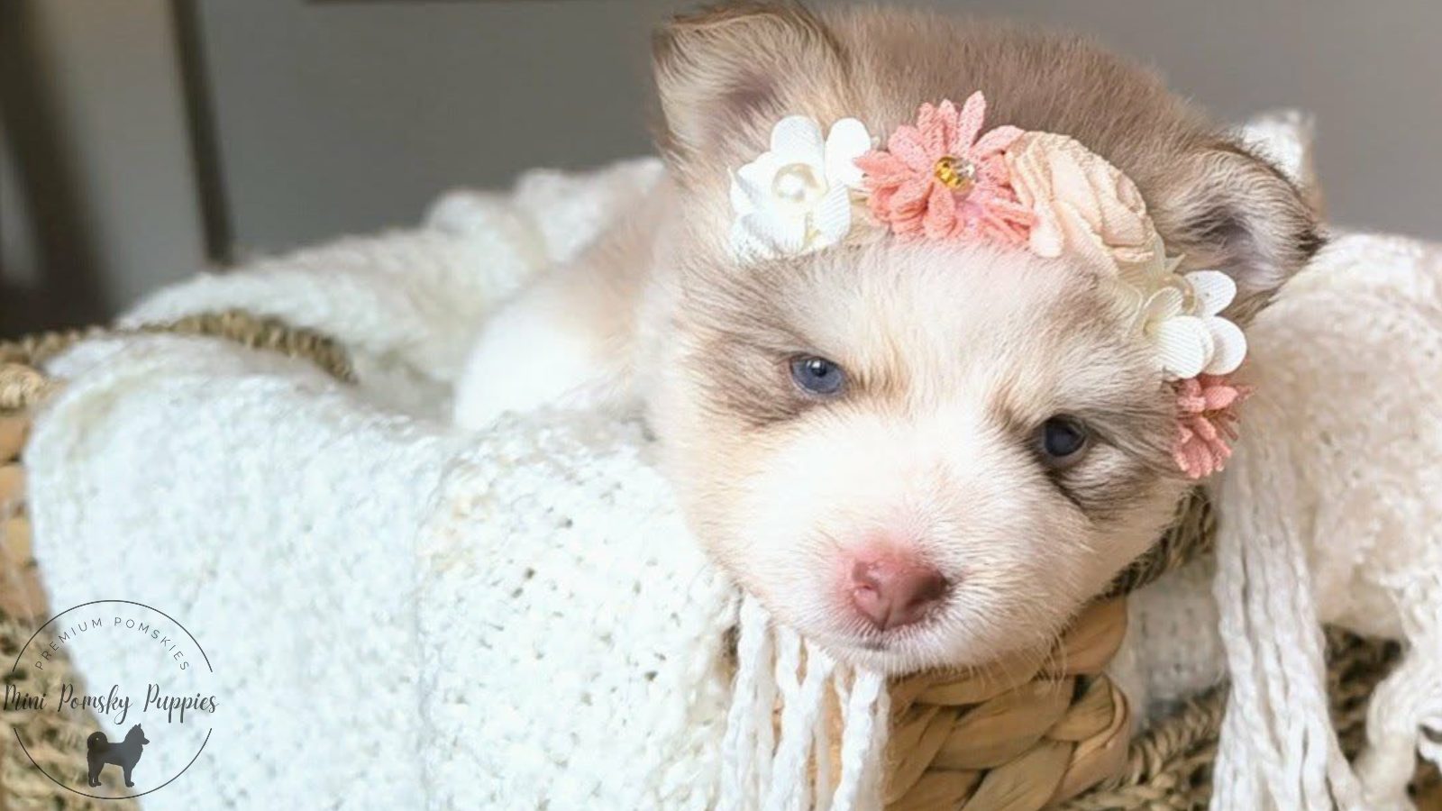 Crystal, our Champagne Isabella Sable Mini Pomsky puppy resting on a cozy blanket with brilliant blue eyes, a pink butterfly nose, and a floral crown.
