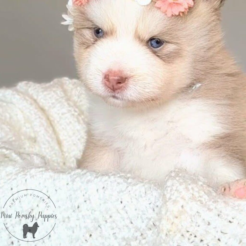 Close-up of Crystal, our Champagne Isabella Sable Mini Pomsky puppy with brilliant blue eyes, a pink butterfly nose, and a floral crown resting on a cozy blanket.