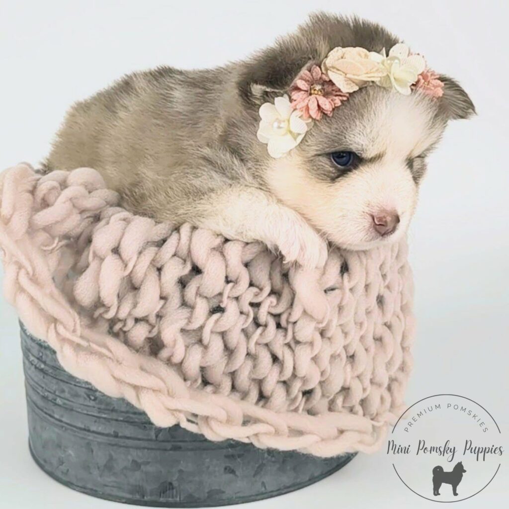 Crystal, our Champagne Isabella Sable Mini Pomsky puppy resting in a soft knit-lined basket, showcasing her rare coat, brilliant blue eyes, pink butterfly nose, and delicate floral crown.