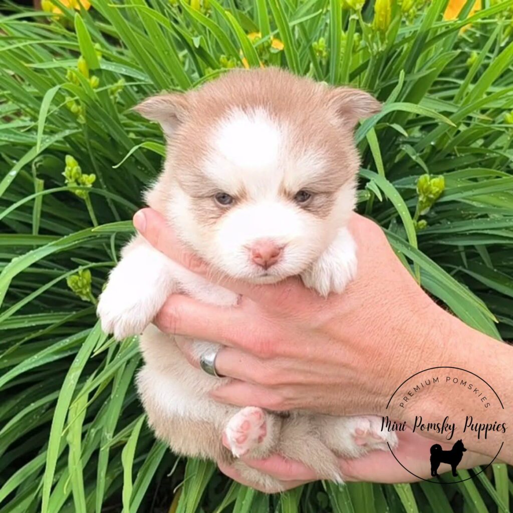 Crystal, our Champagne Isabella Sable Mini Pomsky puppy, photographed outdoors among lush green foliage, showing her rare coat, pink butterfly nose, brilliant blue eyes, and plush teddy bear coat.