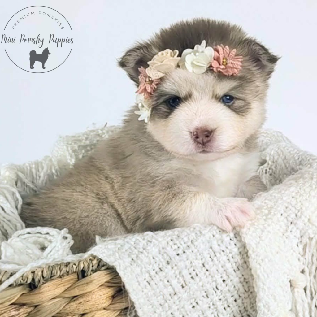 Crystal, our Champagne Isabella Sable Mini Pomsky puppy relaxing on a cozy knit blanket wearing a delicate floral crown, with brilliant blue eyes and a pink butterfly nose.
