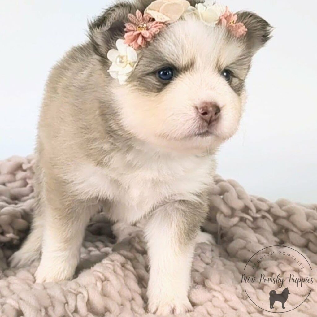 Crystal, our Champagne Isabella Sable Mini Pomsky puppy standing on a soft knit blanket wearing a floral crown, with brilliant blue eyes and a pink butterfly nose.