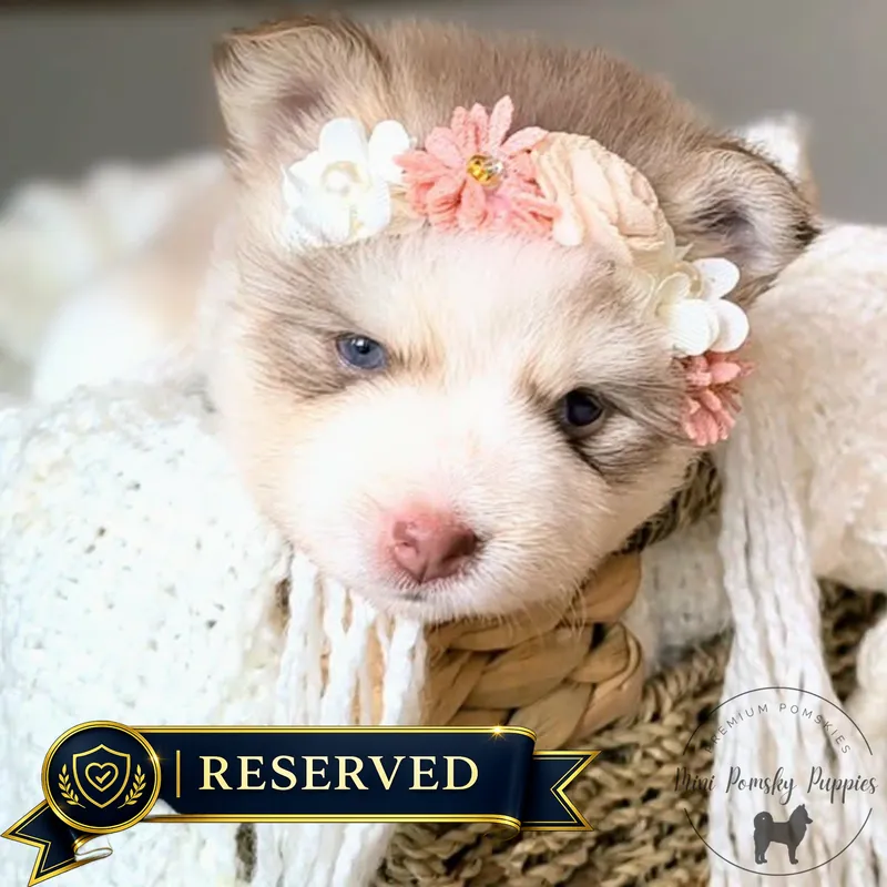Reserved Champagne Isabella Sable female Mini Pomsky puppy named Crystal resting in a basket with a floral headband