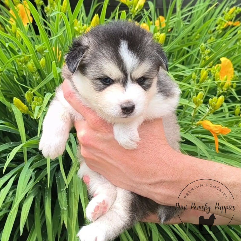 Domino, our striking Silver Black Wolf Sable Mini Pomsky puppy with rich tan points, photographed outdoors in a summer garden.