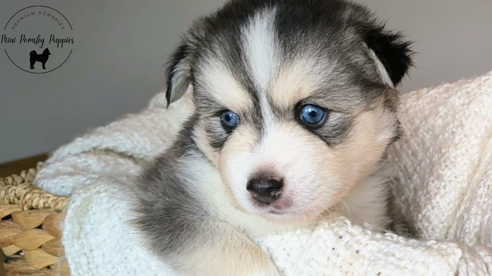 Domino, our striking Silver Black Wolf Sable Mini Pomsky puppy with rich tan points, brilliant blue eyes, and an affectionate personality.