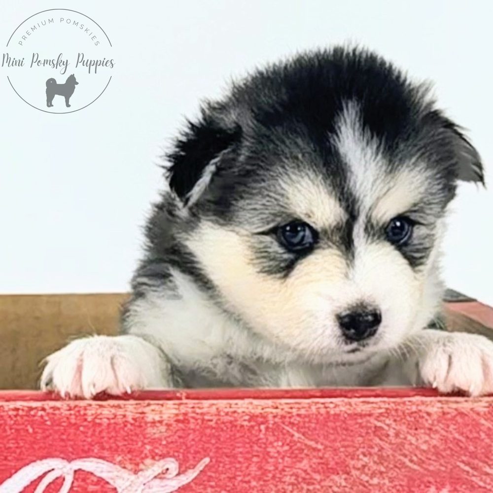 Domino, our striking Silver Black Wolf Sable Mini Pomsky puppy with rich tan points, peeking over a vintage red crate.