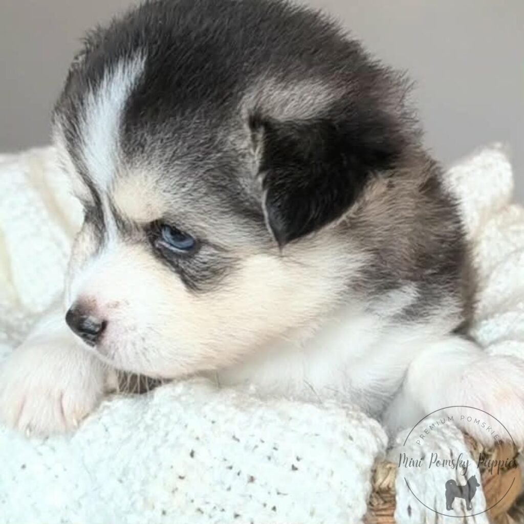 Side profile of Domino, our Silver Black Wolf Sable Mini Pomsky puppy with rich tan points and brilliant blue eyes.