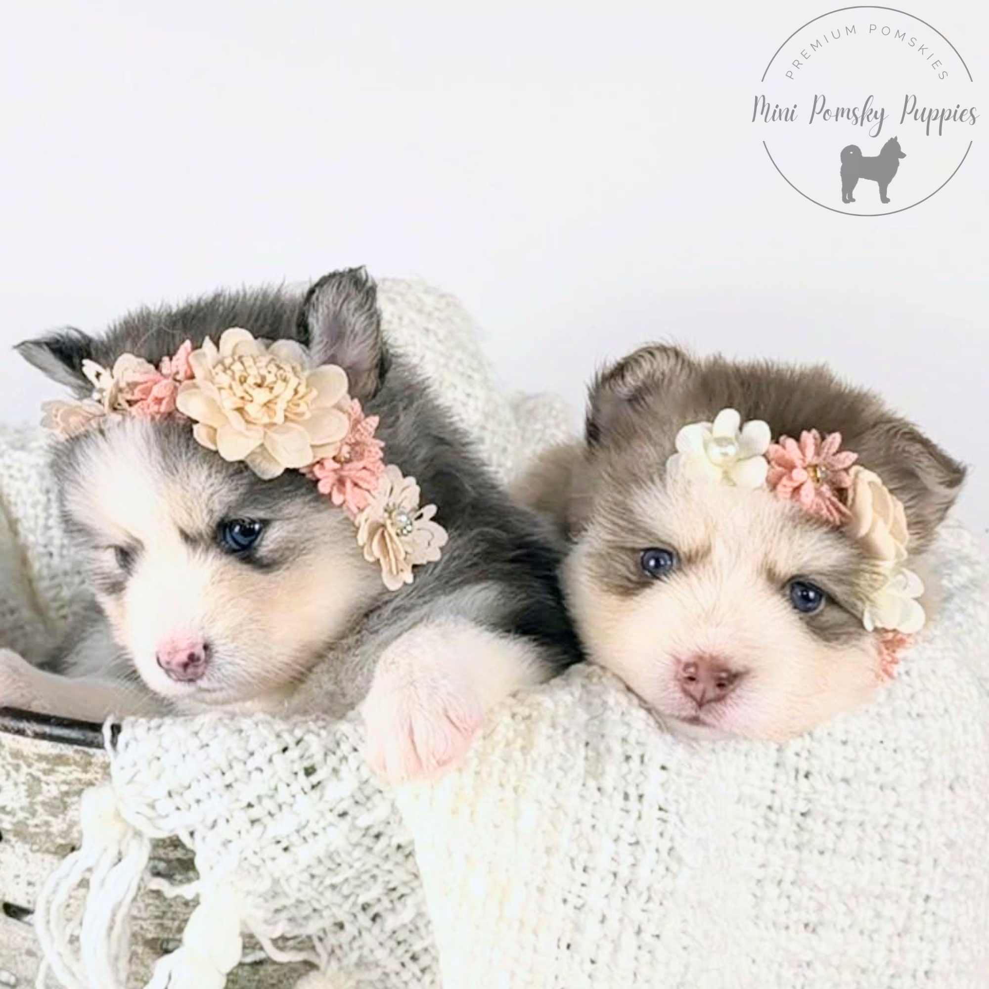 Blue Wolf Sable Mini Pomsky sisters Lainey and Crystal wearing floral crowns while resting together on a cozy blanket.