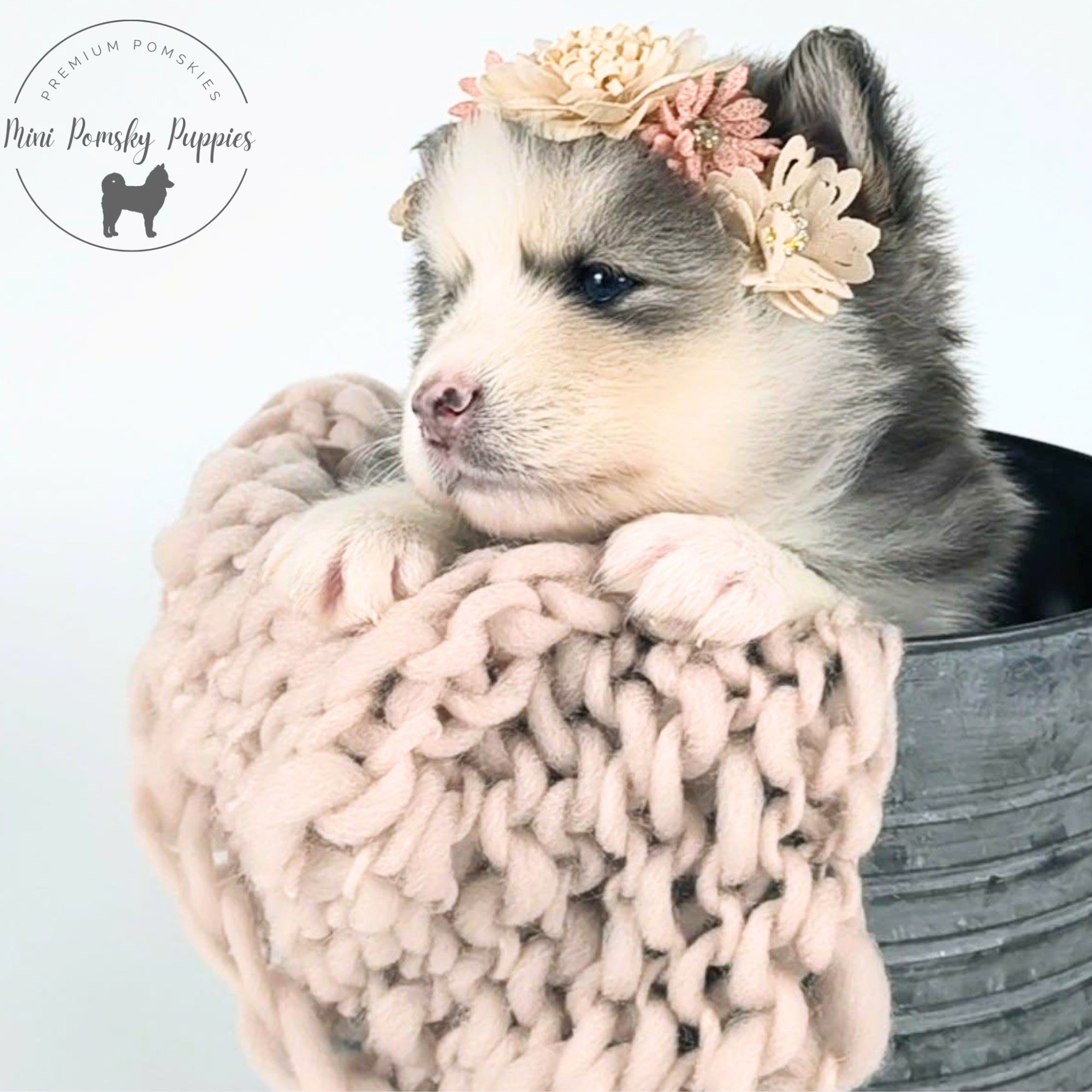 Lainey, Blue Wolf Sable Mini Pomsky female puppy resting on a chunky knit blanket while wearing a floral crown.