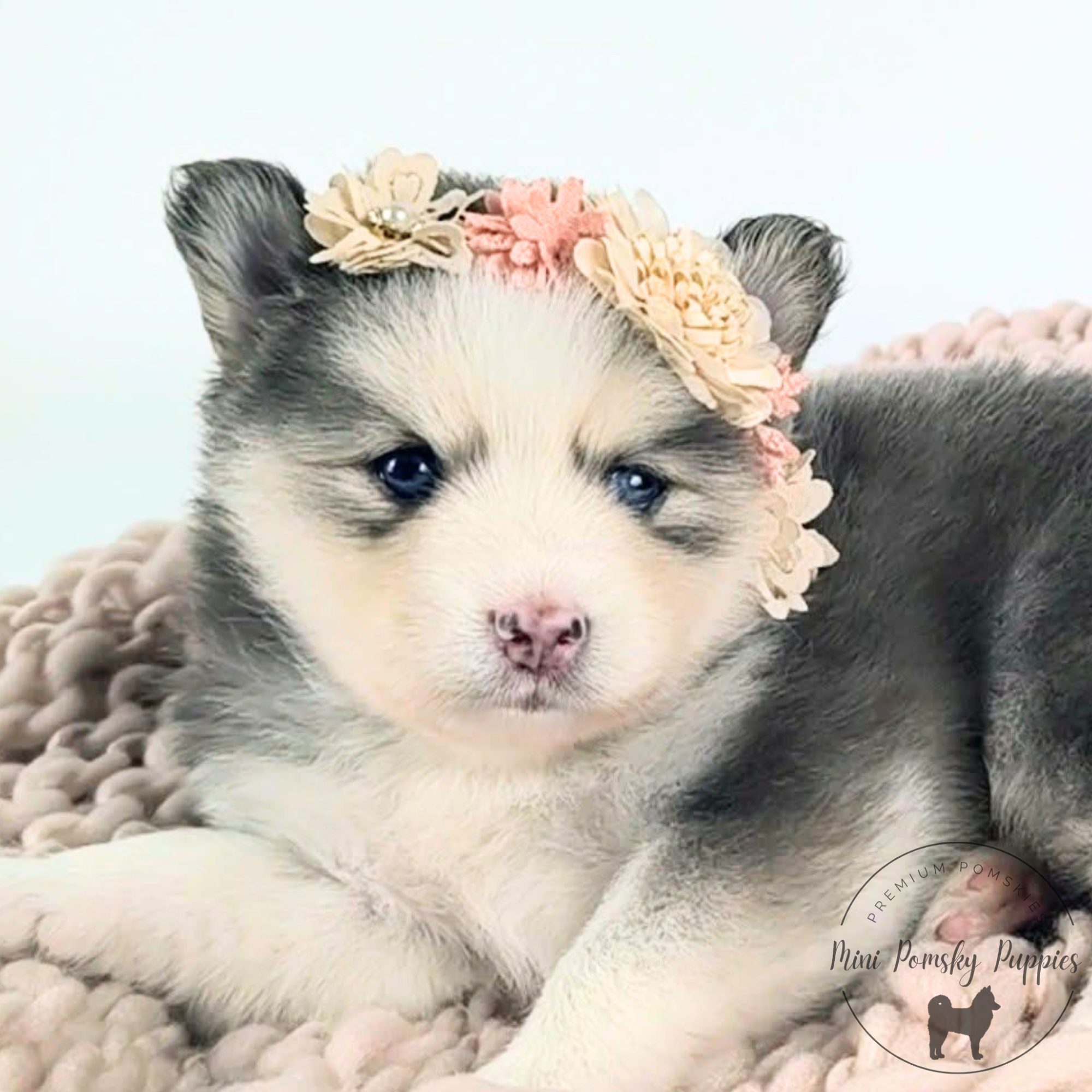 Blue Wolf Sable Mini Pomsky puppy Lainey wearing a blush floral crown while resting on a cozy blanket.