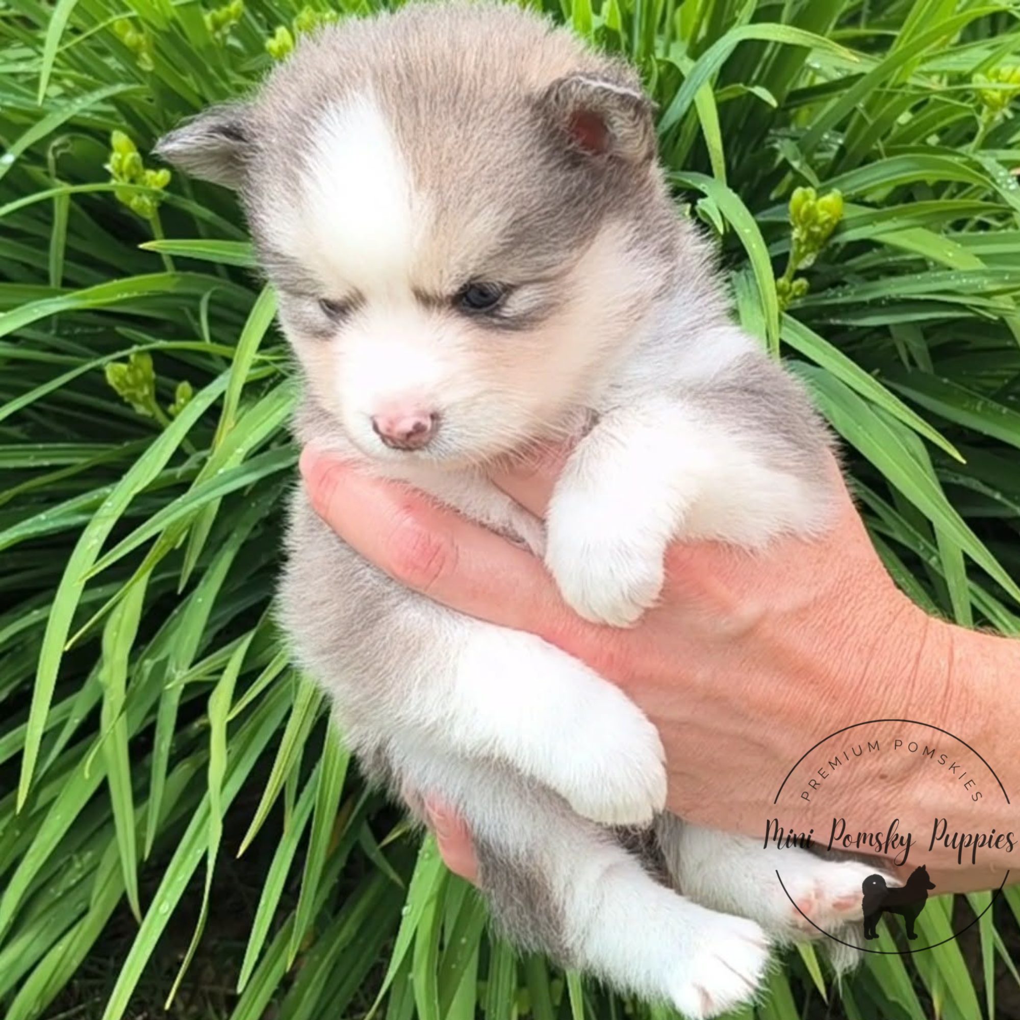 Lainey, a Blue Wolf Sable Mini Pomsky puppy, enjoying a summer portrait among vibrant green foliage.