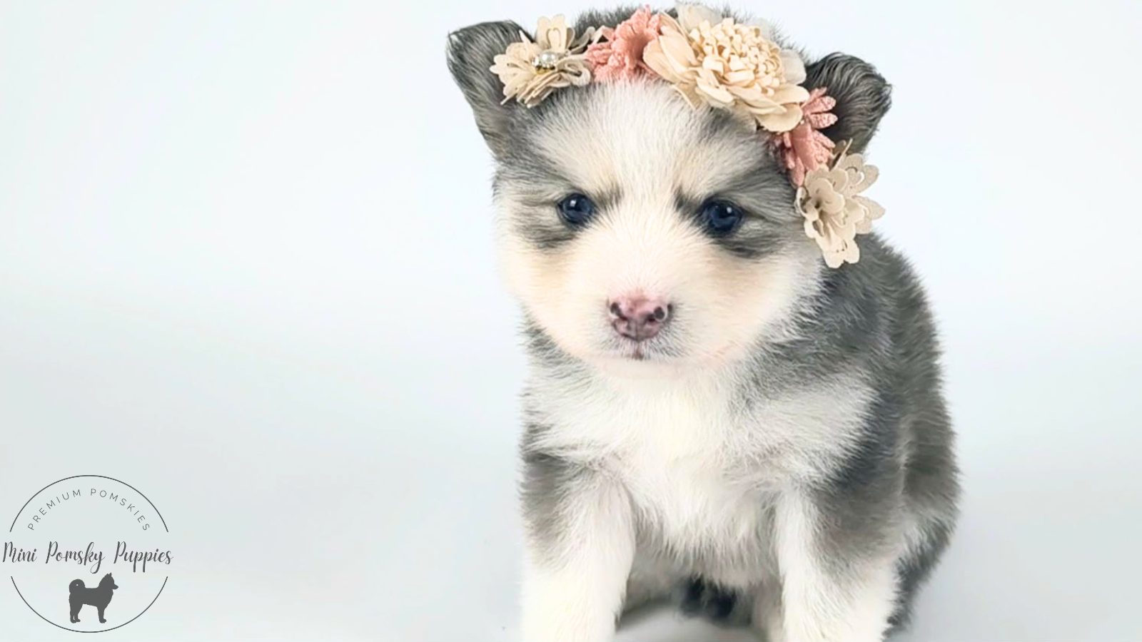 Lainey, Blue Wolf Sable Mini Pomsky female puppy with brilliant blue eyes and a floral crown.