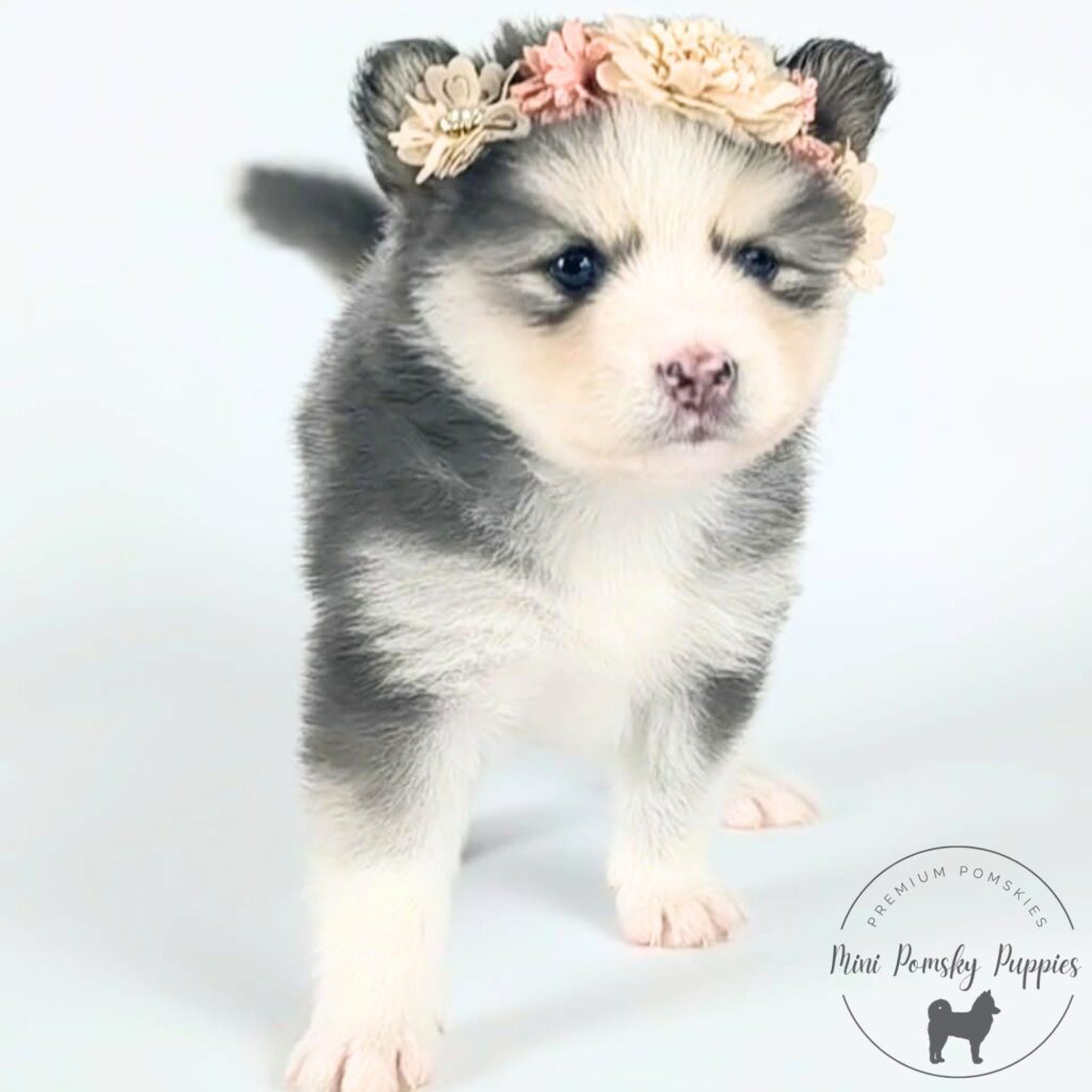 Lainey, Blue Wolf Sable Mini Pomsky female puppy wearing a floral crown with brilliant blue eyes.