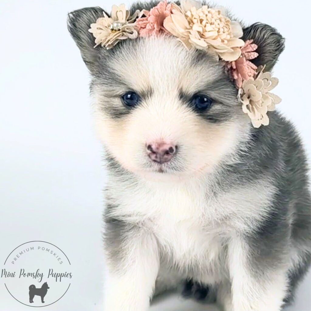 Lainey, our Blue Wolf Sable Mini Pomsky puppy with brilliant blue eyes, a radiant expression, and an irresistibly plush teddy bear coat standing for her portrait.