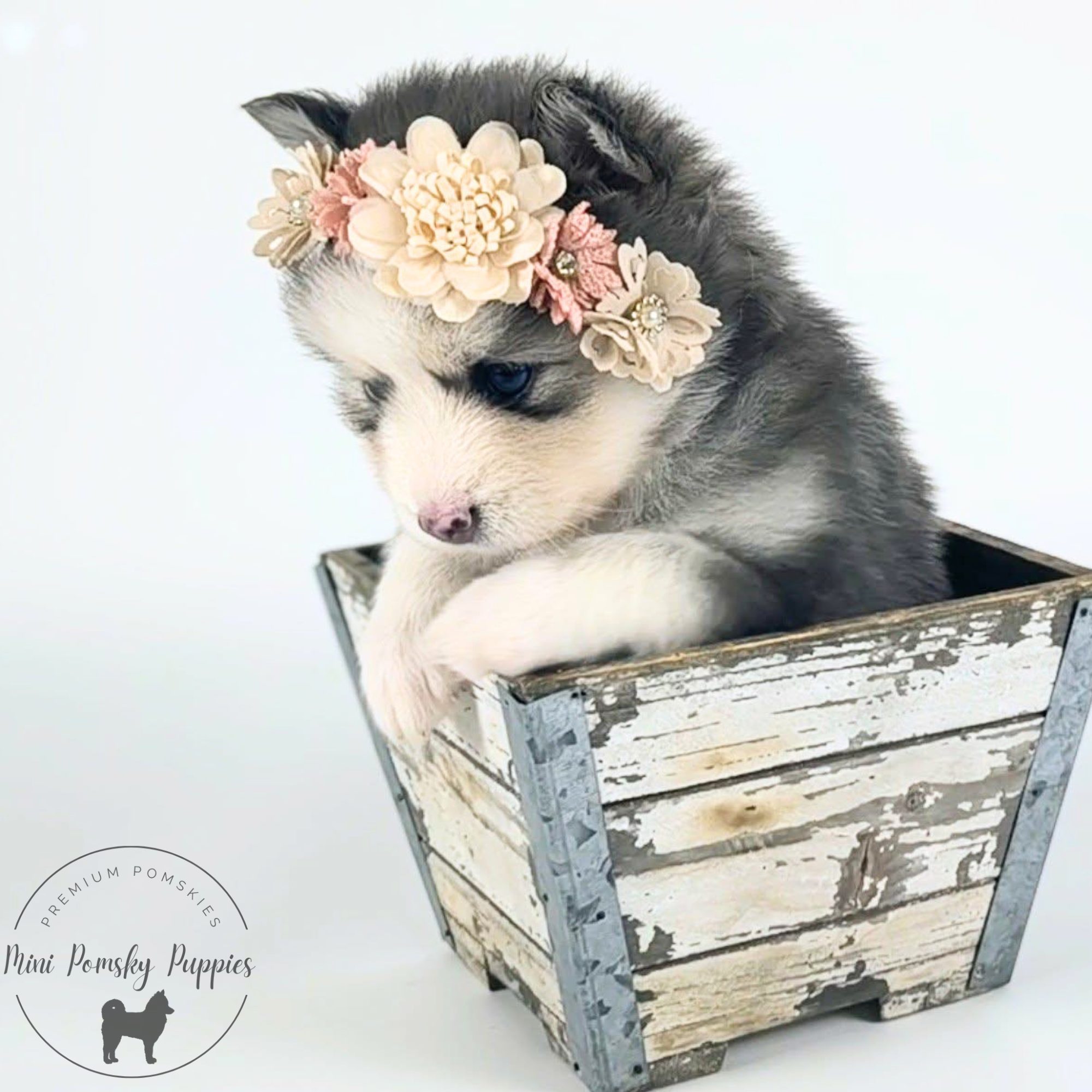Lainey, Blue Wolf Sable Mini Pomsky female puppy wearing a floral crown while resting in a rustic wooden crate.