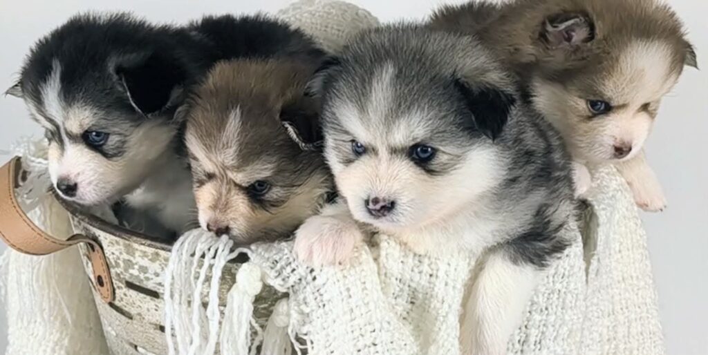 Group portrait of four Mini Pomsky boys featuring Silver Black Wolf Sable and Rich Isabella Sable coats with striking blue eyes.