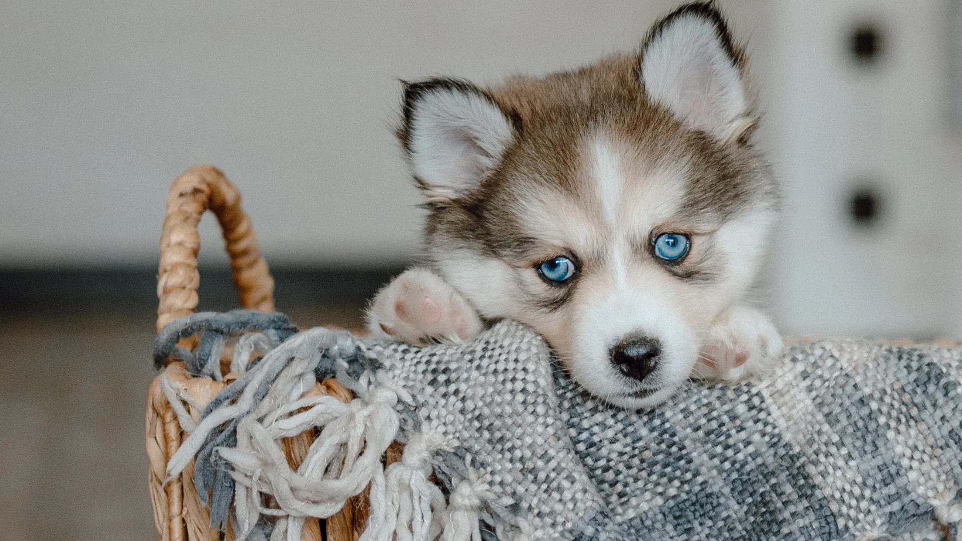 Blue-eyed Mini Pomsky puppy relaxing in a woven basket at Mini Pomsky Puppies, a home-raised premium Pomsky breeder.