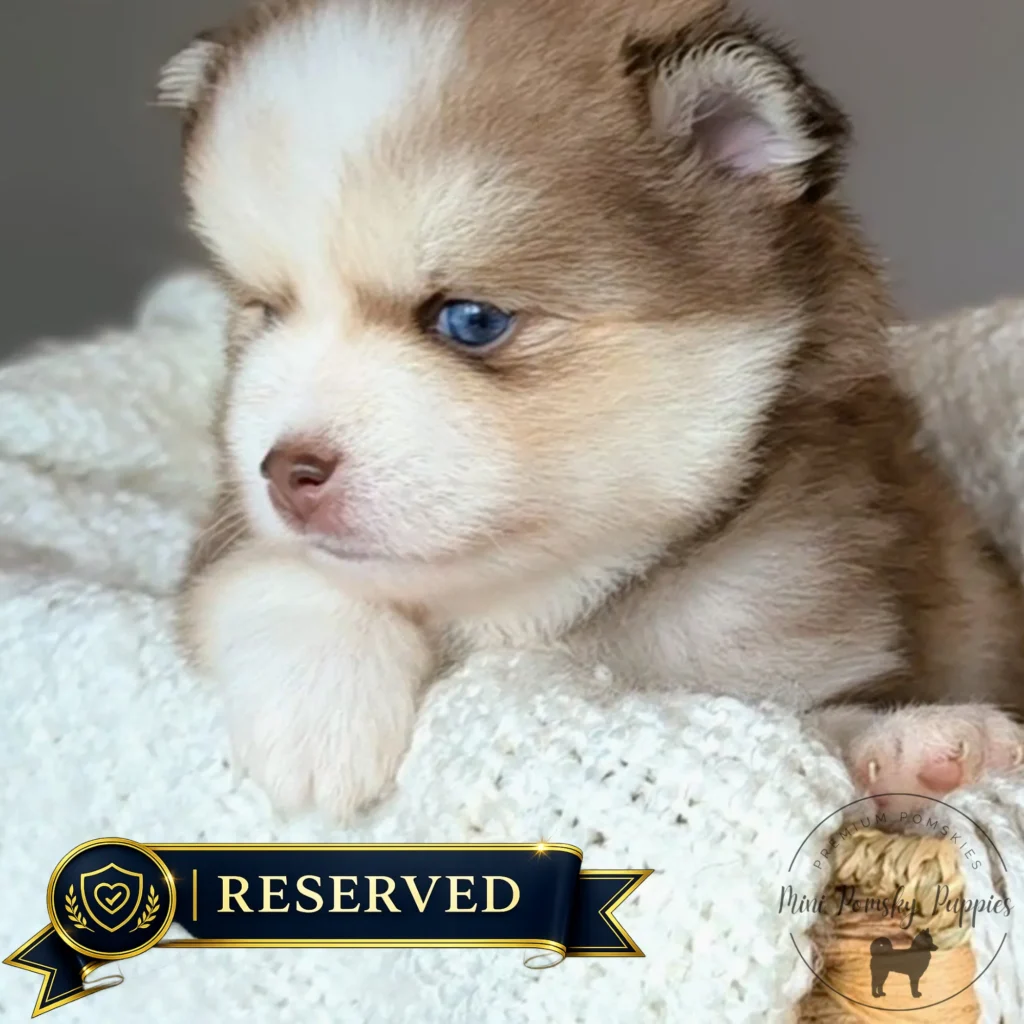 Reserved Mini Pomsky puppy Benny with striking blue eyes resting on a soft white knit blanket.