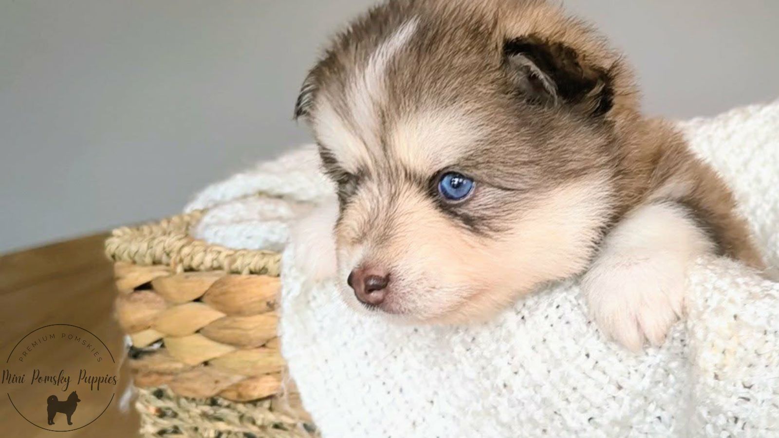 Teddy, our Rich Isabella Sable Mini Pomsky puppy with brilliant blue eyes, a plush teddy bear coat, and a calm, affectionate personality.