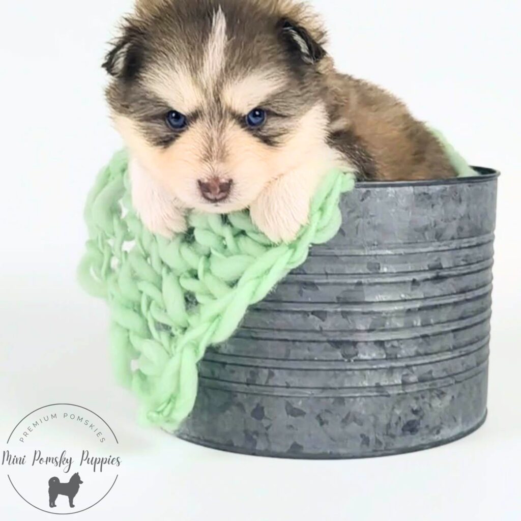 Teddy, our Rich Isabella Sable Mini Pomsky puppy with brilliant blue eyes and a plush teddy bear coat relaxing in a galvanized bucket with a soft green knit blanket.