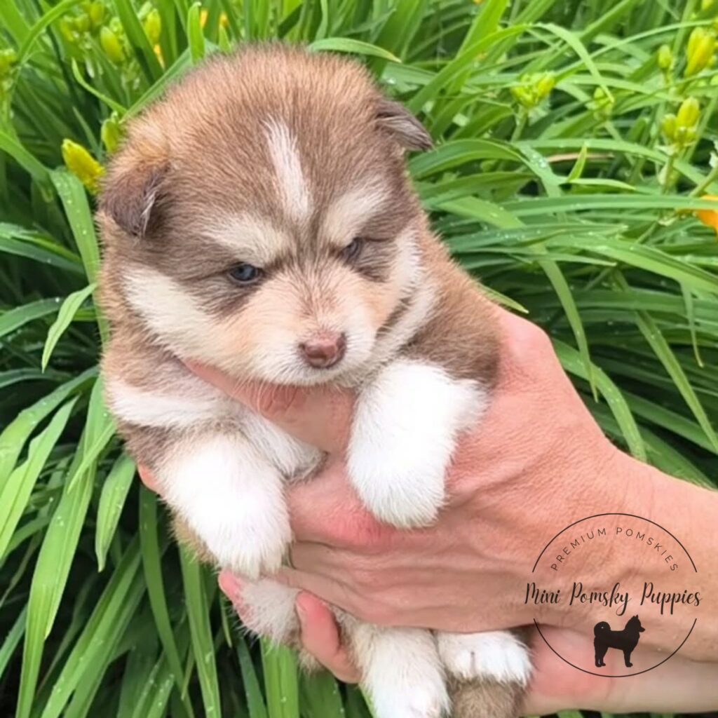 Teddy, our Rich Isabella Sable Mini Pomsky puppy with brilliant blue eyes, rich sable coloring, and a plush teddy bear coat being gently held outdoors.