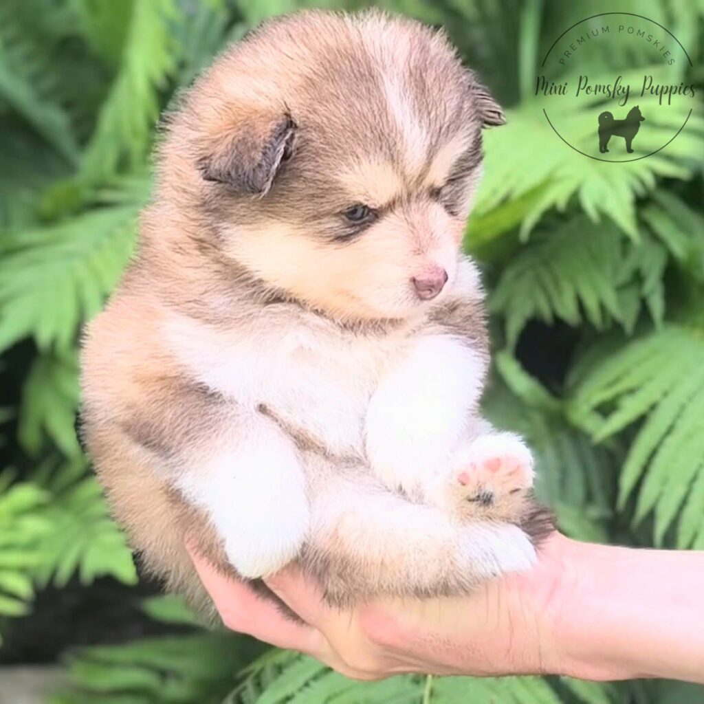 Teddy, our Rich Isabella Sable Mini Pomsky puppy with brilliant blue eyes, rich sable coloring, and a plush teddy bear coat relaxing comfortably in someone's hands outdoors.