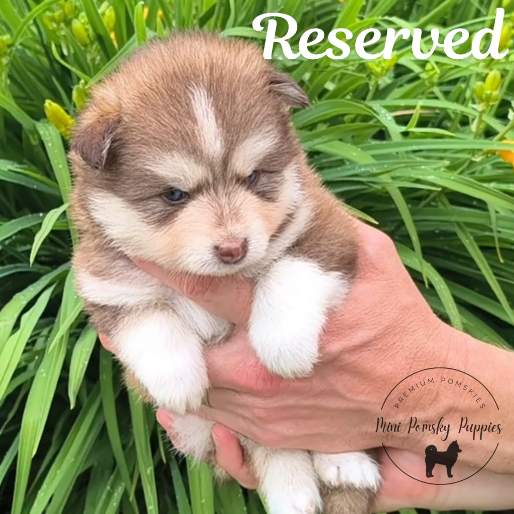 Teddy, a reserved rich Isabella sable Mini Pomsky from