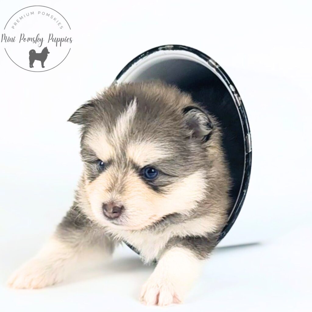 Teddy, our Rich Isabella Sable Mini Pomsky puppy with brilliant blue eyes and a plush teddy bear coat exploring out of a black bucket.