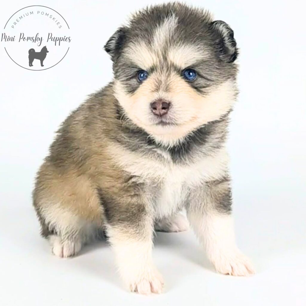 Teddy, our Rich Isabella Sable Mini Pomsky puppy with brilliant blue eyes, beautifully dark tipped ears, and a plush teddy bear coat sitting for his portrait.
