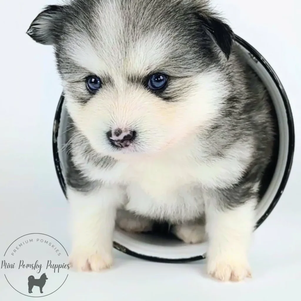 Viking, a Silver Black Wolf Sable Mini Pomsky puppy with blue eyes and a distinctive butterfly nose.