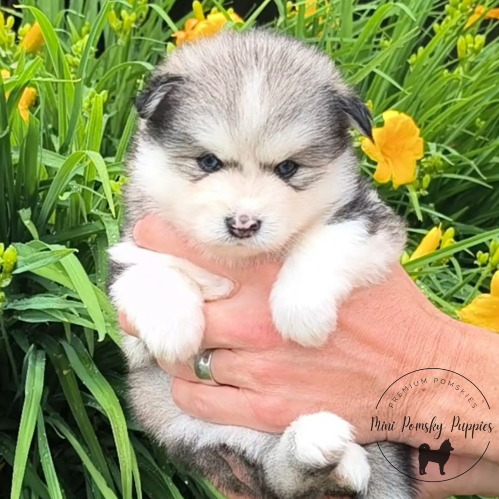 Viking, our Silver Black Wolf Sable Mini Pomsky puppy with a rare butterfly nose, brilliant blue eyes, and rich tan points, photographed outdoors in a summer garden.