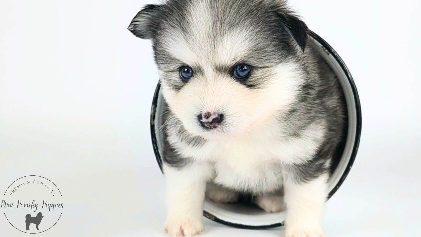 Viking, our Silver Black Wolf Sable Mini Pomsky puppy with a rare butterfly nose, brilliant blue eyes, and rich tan points.