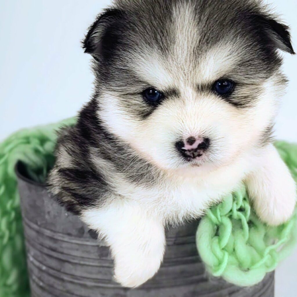 Viking, our Silver Black Wolf Sable Mini Pomsky puppy with a rare butterfly nose, brilliant blue eyes, and rich tan points sitting in a rustic metal bucket.