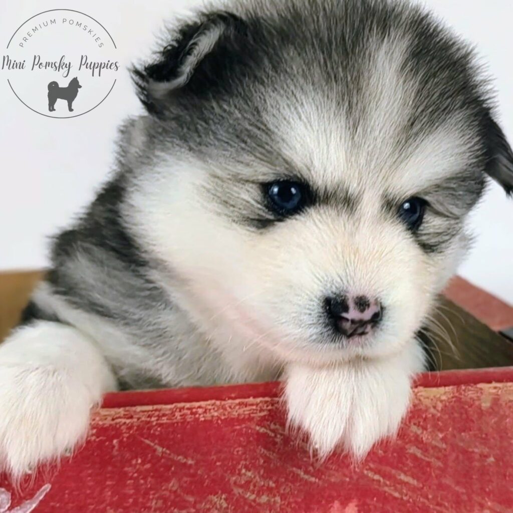 Close-up of Viking, our Silver Black Wolf Sable Mini Pomsky puppy with a rare butterfly nose, brilliant blue eyes, and rich tan points in a vintage red crate.