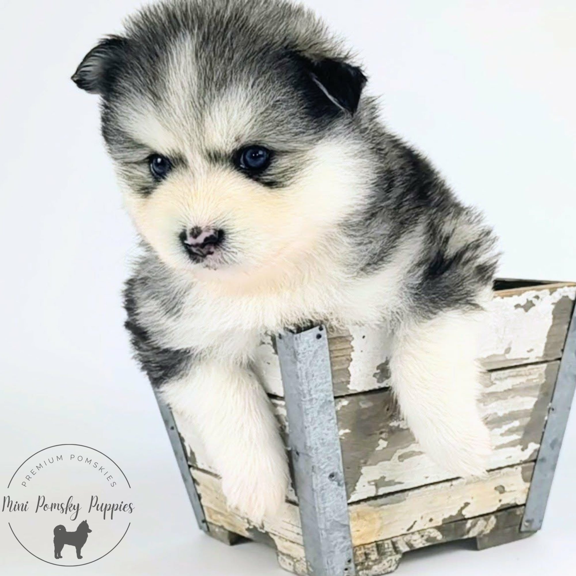 Viking, our Silver Black Wolf Sable Mini Pomsky puppy with a rare butterfly nose, blue eyes, and rich tan points sitting in a vintage wooden crate.
